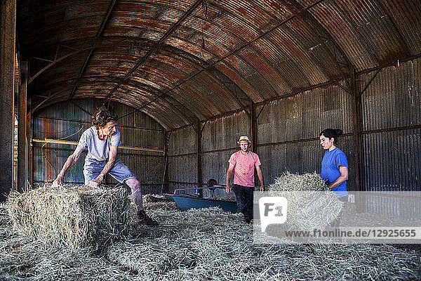 Drei Bauern stapeln Heuballen in einer Scheune.