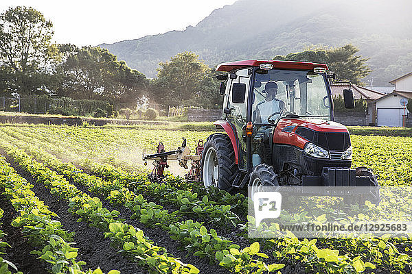 Ein japanischer Bauer fährt einen roten Traktor durch ein Feld mit Sojabohnenpflanzen.