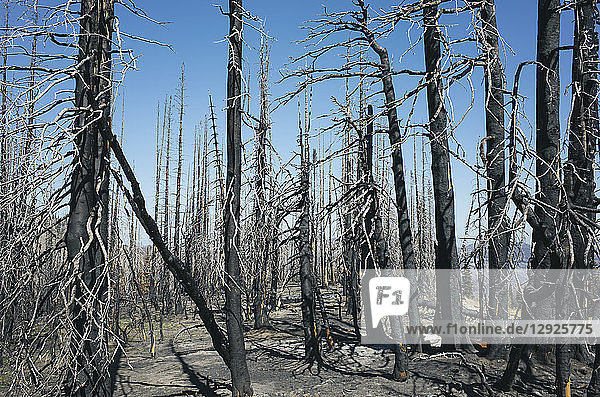 Feuer beschädigte Bäume im Wald des Norse Peak Fire in der Nähe des Mount Rainier Nationalparks  Washington
