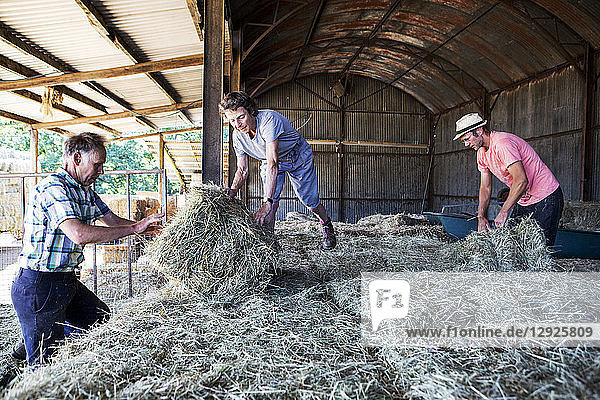 Drei Bauern stapeln Heuballen in einer Scheune.