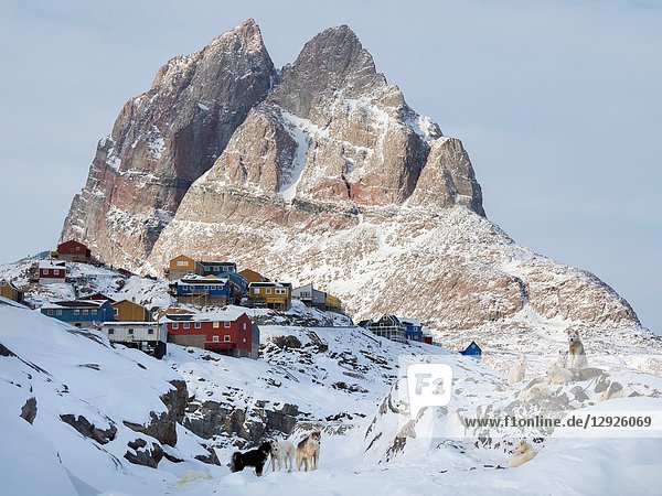 Sled dog during winter in Uummannaq in the north west of Greenland. Dog teams are still draft animals for the fishermen of the village. North America Greenland Denmark.