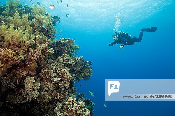 Female scuba diver look at on beautiful coral reef.