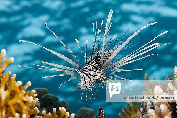 Indian Lionfish  Pterois miles  Brother Islands  Red Sea  Egypt.