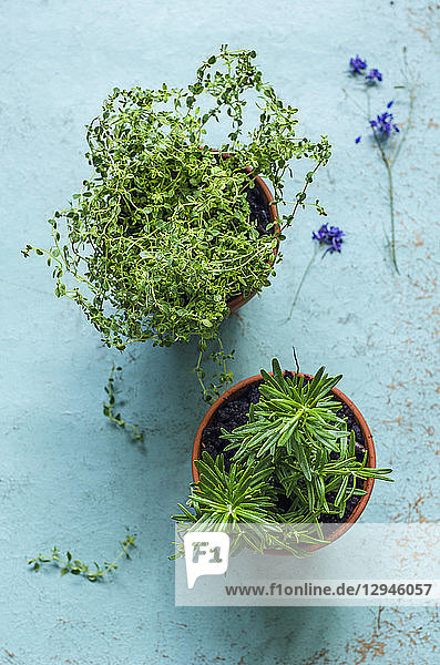 Thymian und Rosmarin  gepflanzt in Tontöpfen auf einem alten blauen Hintergrund