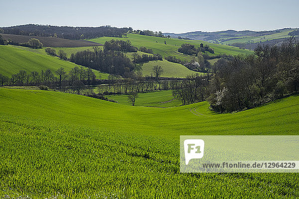 France Occitanie Lauragais Haute Garonne budding wheat at Spring