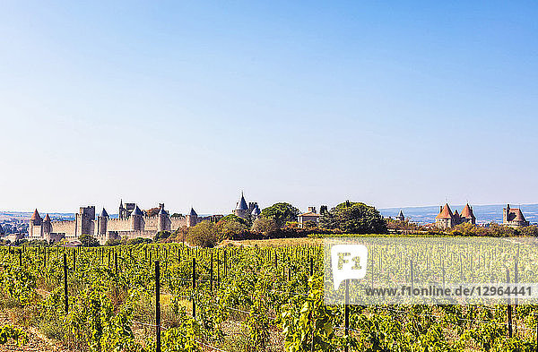 Weinberg und mittelalterliche Stadt Carcassonne  Languedoc-Roussillon  Aude  Okzitanien  Frankreich