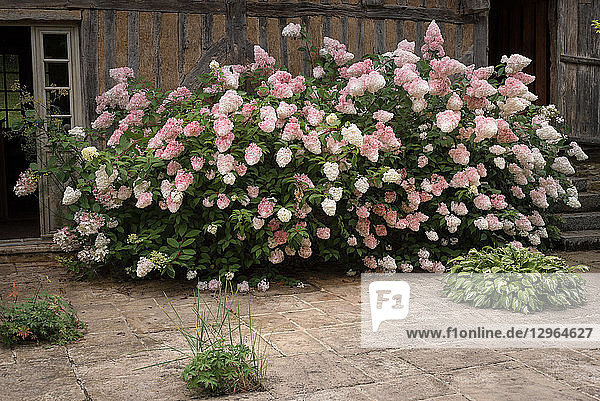 Hortensienblüten in der Nähe eines Landhauses mit Fachwerk
