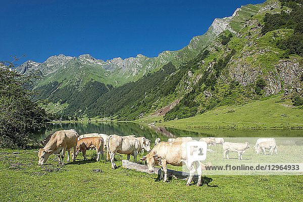 France  Pyrenees National Park  Val d'Azun  cows by the lac d'Estaing (1 160m)