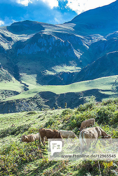 Frankreich  Nationalpark Pyrenäen  Val d'Azun  freie Kühe auf dem Col du Soulor (Bergpass)