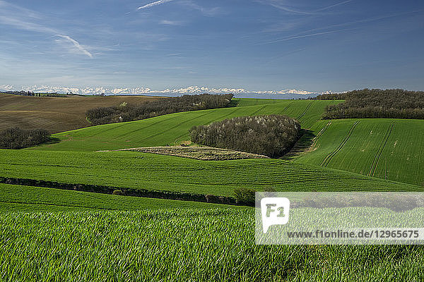 France Occitanie Lauragais Haute Garonne budding wheat at Spring Pyrenees in the background