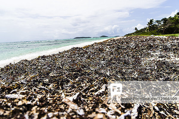 Der Strand der Salt Whistle Bay  der durch die Verschmutzung mit Seegras verunreinigt ist  Mayreau  Saint-Vincent und die Grenadinen  Westindische Inseln