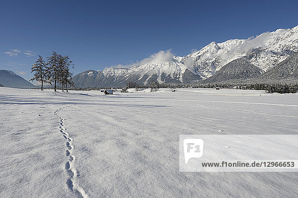 Austria  Tirol  Seefeld  Wildermiemming  animal prints in fresh snow in a field covered by snow