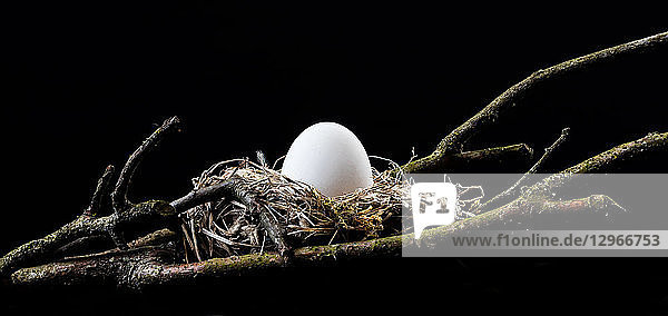 Ei in einem Nest auf schwarzem Hintergrund