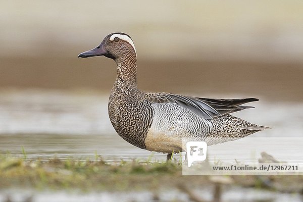 Garganey (Anas querquedula)  adult male standing in a swamp.