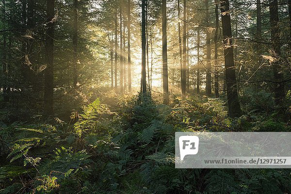 The rising sun in a coniferous forest  Stockhill Wood  Mendip Hills Area of Outstanding Natural Beauty  Somerset  England.
