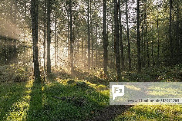The rising sun in a coniferous forest  Stockhill Wood  Mendip Hills Area of Outstanding Natural Beauty  Somerset  England.