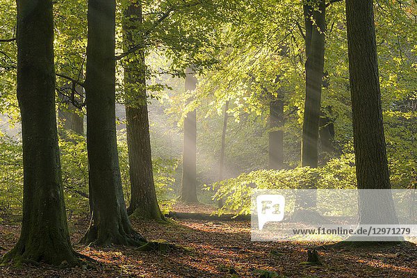Morning mist in a beech woodland. Stockhill Wood  Mendip Hills Area of Outstanding Natural Beauty  Somerset  England.