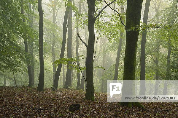 A misty broadleaf woodland in autumn at Dowsborough in the Quantock Hills  Somerset  England.