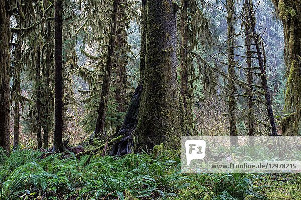 The Hoh Rain Forest in Washington state is one of only two such rain forests in North America.