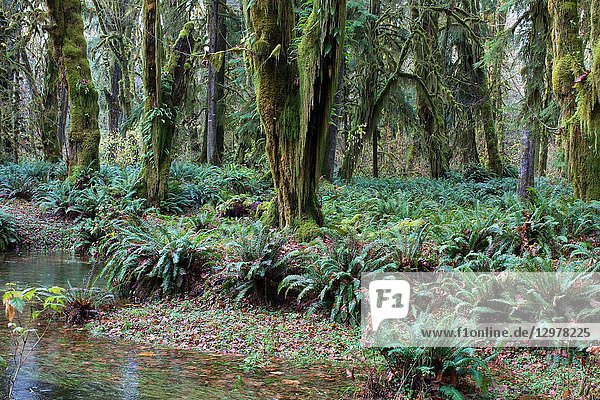 Maple Glade is a Old Growth forest trail in Olympic National Park  in Washington.