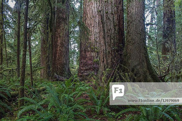The quainault Rain Forest Trail in Olympic National Park takes a hiker through an Old Growth forest and one of only two rain forests in North America.