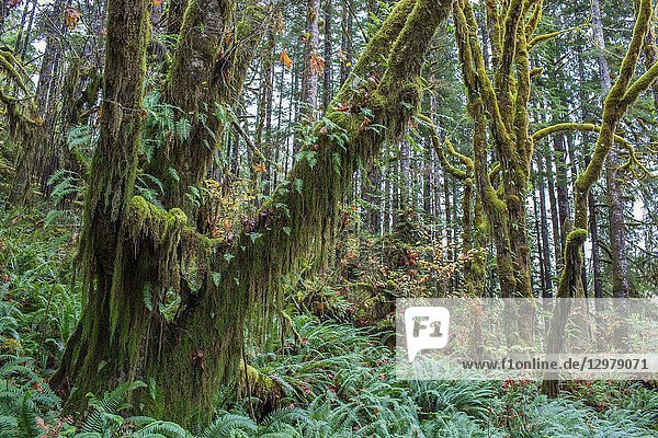 Moss covered trees and ferns are found on the Olympic Peninsula in the Pacific Northwest  Washington.