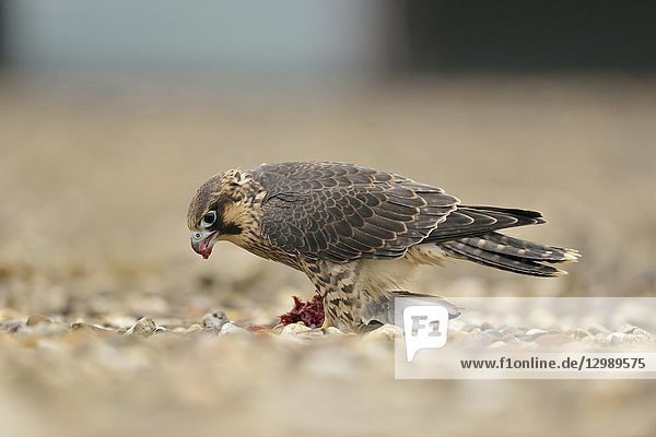 Peregrine Falcon (Falco peregrinus) sits on a graveled roof on top of an industrial building  feeding on a dove.