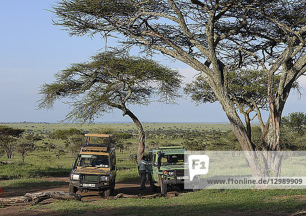 Safari-Fahrzeuge unter Akazien  Serengeti NP  Tansania