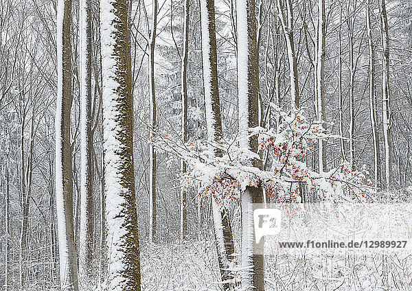 Laubwald im Winter