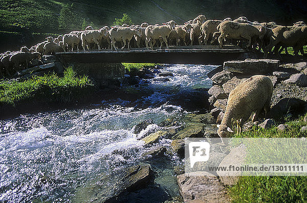 France,  Alpes de Haute Provence,  Parc National du Mercantour (Mercantour National Park),  Haute Hubaye,  sheeps cross Hubayette River in Pont Rouge locality