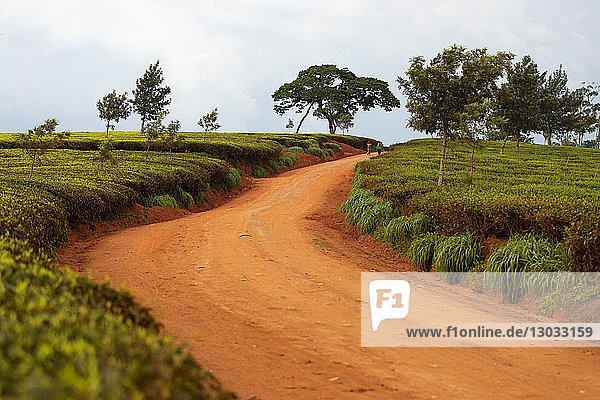 Teeanbau im Süden von Malawi  Ostafrika