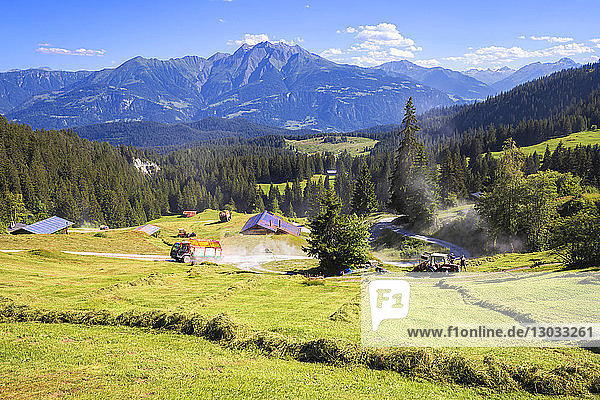 Summer hay  Flims  District of Imboden  Canton of Grisons (Graubunden)  Switzerland