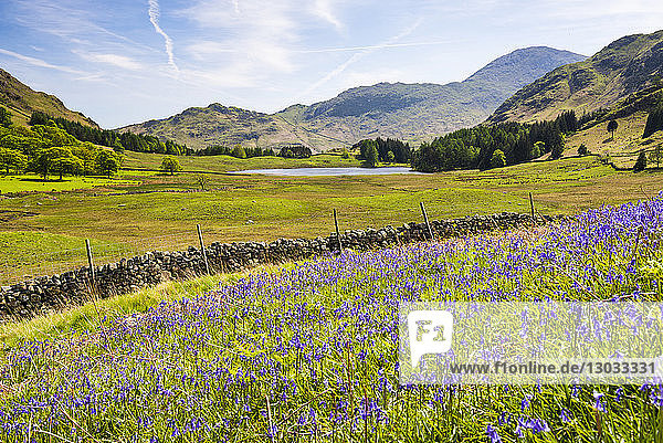 Blauglocken und Blea Tarn  Lake District National Park  UNESCO-Welterbe  Cumbria  England  Vereinigtes Königreich