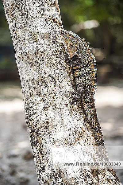 Black Spiny Tailed Iguana Lizard (Ctenosaura similis)  Manuel Antonio National Park Beach  Pacific Coast  Costa Rica