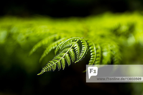 Close up detail of a fern in the rainforest in Arenal Volcano National Park  Alajuela Province  Costa Rica