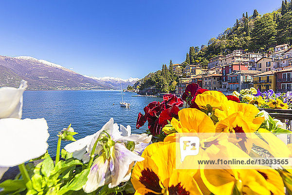 Bunte Blumen am See  Varenna  Provinz Lecco  Comer See  Italienische Seen  Lombardei  Italien