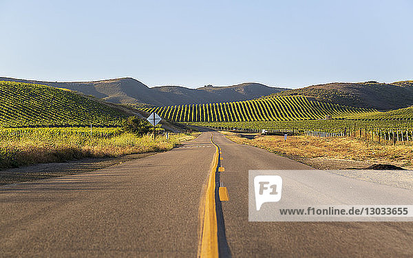 Highway through rows of lush vineyards on a hillside  Napa Valley  California  United States of America