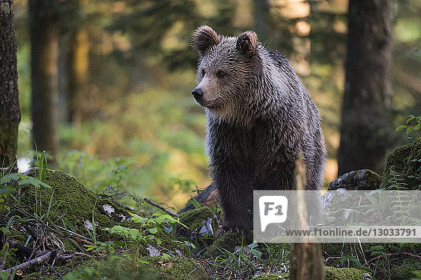 European brown bear (Ursus arctos)  Notranjska forest  Slovenia