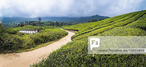 Landschaft mit Teeplantagen in der Nähe von Munnar in den Western Ghats Mountains  Kerala  Indien