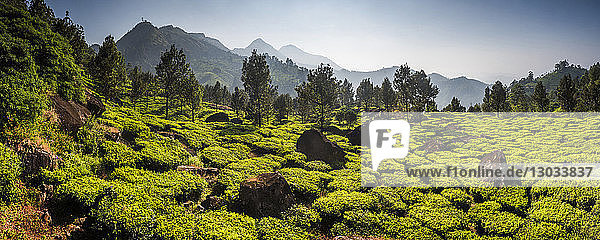 Teeplantagen  Munnar  Western Ghats Mountains  Kerala  Indien