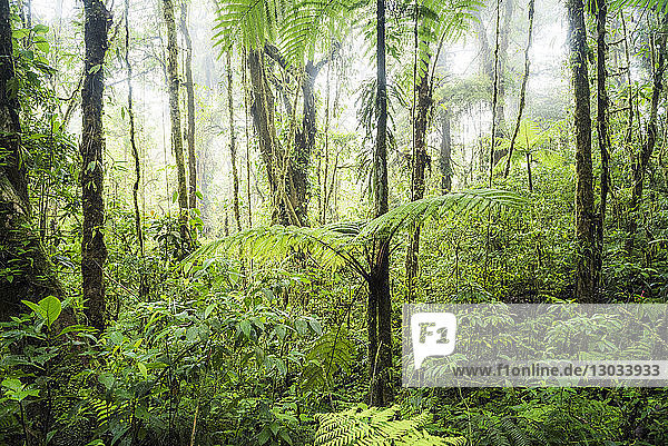 Monteverde Cloud Forest Reserve  Puntarenas  Costa Rica