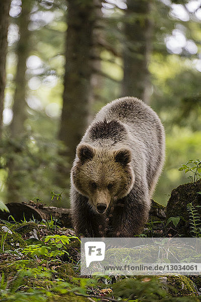 A European brown bear (Ursus arctos) walking towards the camera  Slovenia