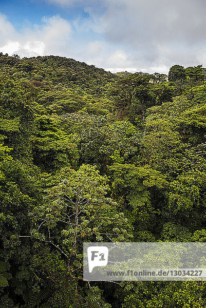 Monteverde-Nebelwald-Reservat  gesehen von den Selvatura-Baumkronen-Hängebrücken  Costa Rica
