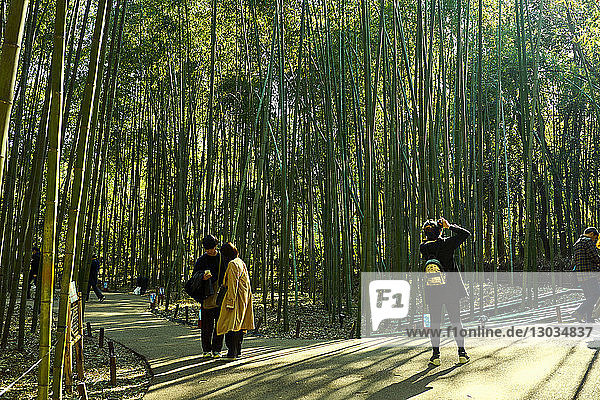 Sagano Bamboo Forest in Arashiyama  Kyoto  Japan