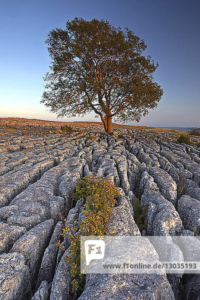 A lone mountain ash tree and limestone pavement at Malham Lings  Yorkshire Dales National Park  North Yorkshire  England  United Kingdom