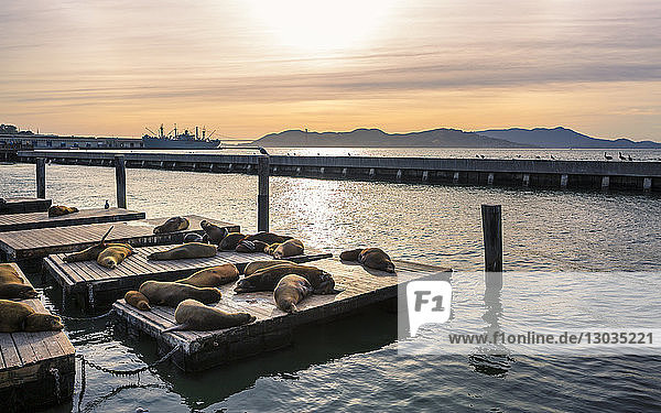 Seelöwen am Pier 39 in Fishermans Wharf  San Francisco  Kalifornien  Vereinigte Staaten von Amerika  Nordamerika
