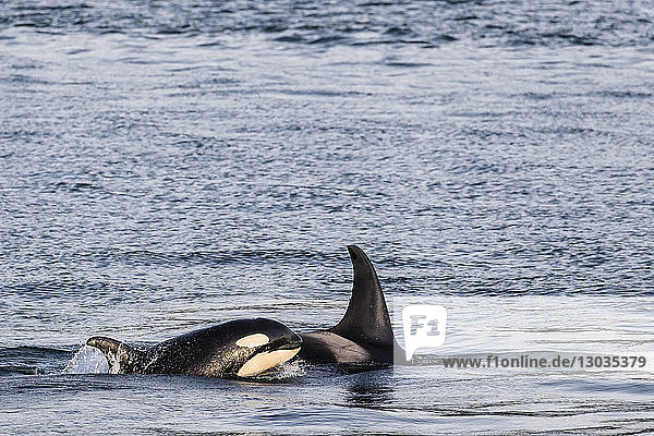 Mutter und Kalb eines Schwertwals (Orcinus orca) tauchen in der Nähe von Point Adolphus auf  Icy Strait  Südost-Alaska  Vereinigte Staaten von Amerika