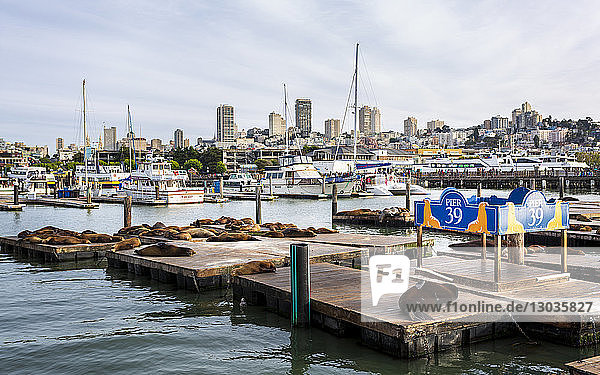 Seelöwen am Pier 39 in Fishermans Wharf  San Francisco  Kalifornien  Vereinigte Staaten von Amerika  Nordamerika