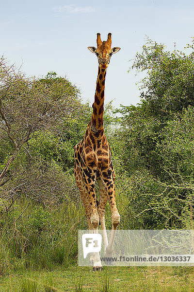 Rothschildgiraffe (Giraffa camelopardalis rothschildi)  Murchison Falls National Park  Uganda