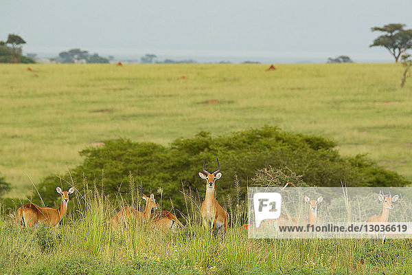 Kob-Antilope (Kobus kob)  Murchison Falls National Park  Uganda